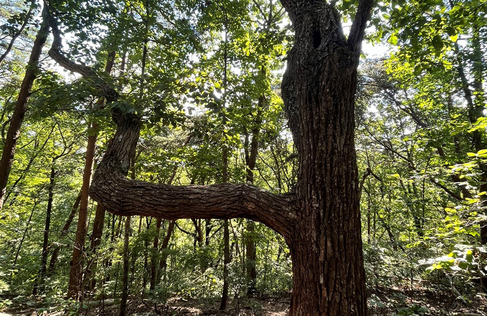 Green Mountain Trail