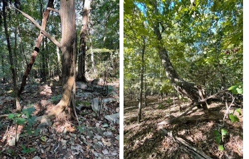 Blevins Gap Huntsville AL