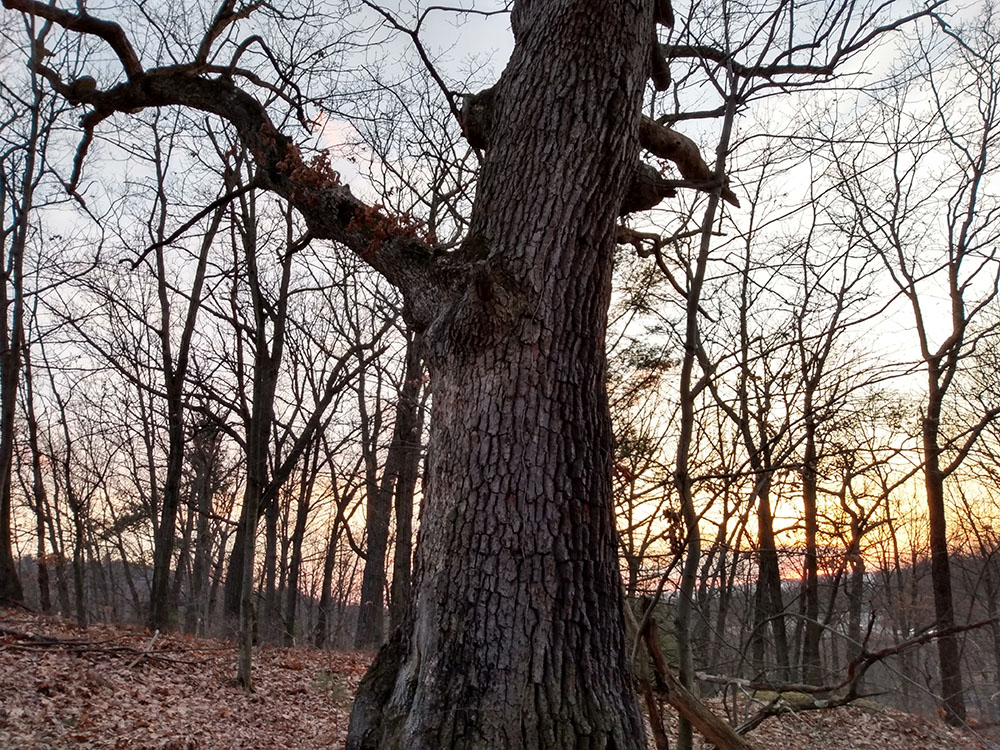 Nay Aug Park vortex